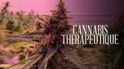 Cannabis thérapeutique, l'herbe de la controverse