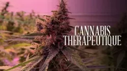 Cannabis thérapeutique, l'herbe de la controverse